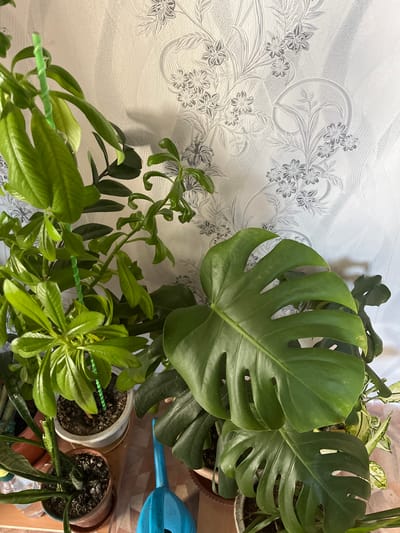 An indoor scene in a room, likely a home, in Тимирязев ауылдық округі, Kazakhstan, shows several potted plants on a surface that appears to be a table or shelf, positioned against a wall with patterned wallpaper. The wallpaper features a light background with a subtle floral or botanical motif in shades of gray and white.
In the foreground and right side of the image, a large-leafed plant, possibly a Monstera, dominates the view. Its characteristic split leaves are a vibrant green. To the left of this plant, another taller plant with multiple stems and bright green, elongated leaves is visible. This plant is supported by a green stake. Further to the left and lower down, a Snake plant is partially visible in a brown pot, its characteristic striped leaves emerging. In the lower right corner, a bright blue watering can rests on the surface. The lighting suggests the image was taken indoors, with some shadows cast on the wall behind the plants. The overall environment appears domestic and well-maintained.