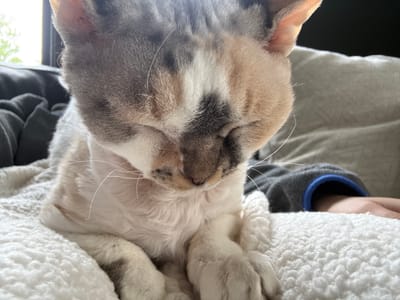 A calico cat is resting on a white, fluffy blanket. The cat has its eyes closed and its head is tilted down. The cat's fur is a mix of white, grey, and orange. Its paws are tucked under its chest. In the background, a person's arm wearing a grey sweatshirt with a blue trim is visible. The cat appears to be indoors, likely in a home, on a comfortable surface. The location in Thunder Bay, Canada is not determinable from the image.