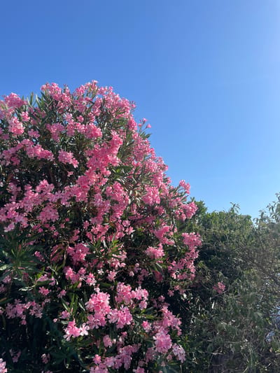 This media file depicts a vibrant pink oleander bush in full bloom, set against a clear blue sky. The perspective is low-angle, looking upwards towards the foliage and the sky. The bush occupies the majority of the right side of the frame, its branches laden with clusters of delicate pink flowers and dark green leaves. In the upper right corner, the edge of another dense green bush or tree is visible. The bright, unblemished blue sky suggests a sunny day, likely during daytime hours. There are no people or objects visible, and no text is present. The scene evokes a feeling of warmth, nature, and the beauty of a blooming garden. The location context is Vénissieux, France, which is consistent with the presence of such flora.