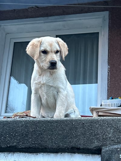 A medium shot depicts a light-colored, possibly golden retriever puppy, perched on a window ledge. The puppy is looking directly at the camera. The window has a white frame, and behind the puppy, the glass reflects a blurred image of a snowy landscape. To the right of the puppy is a rough, textured concrete pillar with patches of snow. A partial view of a white basket is visible above the window. The image is taken at an angle and shows a mix of indoor and outdoor elements, and there is no evidence that this image was taken in Zlati Voyvoda, Bulgaria.