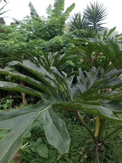Lush, green vegetation fills the frame. Large, glossy split-leaf philodendron dominate the foreground, their broad, textured leaves creating a verdant canopy. In the background, a dense mixture of banana trees, cassava, and spiky yucca plants thrive. A diverse undergrowth of grass and smaller plants completes the tropical landscape, evoking a sense of untamed natural beauty.