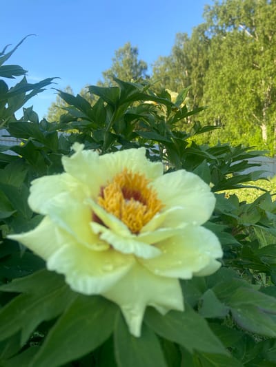 The image captures an outdoor garden scene in Kostiunino, Russia, under clear daylight conditions. The primary subject, situated prominently in the foreground, is a large, light yellow flower, likely a peony, rendered out of focus. Its petals display small, clear water droplets, and a dense cluster of bright orange-yellow stamens surrounds a central reddish pistil. The flower is enveloped by several dark green, broad leaves, also carrying water droplets and appearing out of focus. In the midground, partially obscured by the foliage, a light-colored fence is visible. The background consists of a line of bright green deciduous trees, blurred due to a shallow depth of field. Above the tree line, a clear, solid blue sky extends. No individuals or animals are present in the frame.