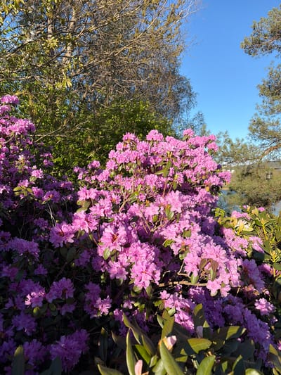 The image shows a bush with lavender flowers and green leaves, positioned to the right of a bare tree. The background features a blue sky and glimpses of trees and shrubs. The presence of rhododendrons, a popular ornamental plant, suggests that this image was likely taken in a residential area or a park. The city of Lørenskog, Norway, is known for its green spaces and residential neighborhoods. The specific location is difficult to determine from the image alone, but a park or a garden could be a good guess.