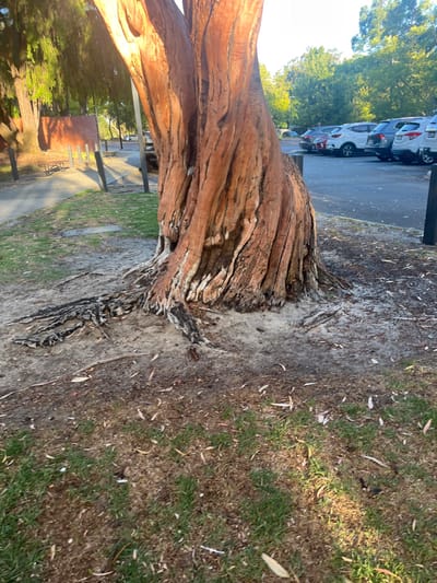 This image depicts an outdoor scene in Applecross, Australia, featuring a prominent tree in the foreground, adjacent to both a paved pathway and a parking lot.
In the immediate foreground, the ground consists of sparse green grass mixed with dry brown patches, sandy soil, and scattered leaf litter. A large tree occupies the central and right foreground, its thick trunk exhibiting reddish-brown, deeply textured bark with vertical grooves and some lighter, possibly peeled, areas, particularly at the base. Prominent, dark-colored surface roots extend from the base of the tree into the surrounding sandy earth.
To the left of the tree, a light-colored paved pathway curves towards the upper-left. Several dark-colored, upright bollards are positioned along the edge of this pathway. Further back along the pathway, a light-colored metal bench is visible, beyond which stands a low structure of reddish-brown brick. Various other trees with green foliage line the pathway and occupy the background on this side.
To the right of the central tree, an asphalt parking lot is present, containing multiple parked passenger vehicles, including several SUVs, in colors such as white, silver, grey, and dark blue. Dark-colored bollards also demarcate the edge of the parking lot.
The scene is illuminated by natural light, casting long shadows across the ground and pathway from the left side of the frame, indicating a low sun angle. No individuals are visible in the scene.
