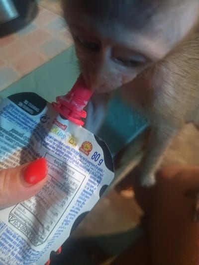 In an indoor setting, likely in Ban Tai, Thailand, a light-colored monkey is actively eating from a squeezable food pouch. The monkey's face is close to the spout, which is red and appears to have some white residue, indicating the contents are being consumed. A human hand, with bright red nail polish, holds the pouch steady for the monkey.
The food pouch is predominantly white with black text and designs. Visible branding includes "Pascual KIPS". Text on the packaging indicates "NO COLOURINGS SIN COLORANTES" (No colorings) and a "HALAL" certification logo. It also specifies a weight of "80 g". Other text, partly in Thai ("ข้อมูลโภชนาการ" - nutrition facts) and other languages, suggests the product is a yogurt or similar snack, possibly "Yogikids Strawberry". Information about ingredients like "partially skimmed milk" and "calcium" can be deciphered. A serial or product number, "10-3-05938-5-0768", is also visible.
The background shows a tiled floor in shades of beige and light blue-green, suggesting a domestic environment. A metallic object, possibly part of a kitchen appliance, is partially visible in the upper left corner. The lighting suggests it is daytime indoors. The monkey appears calm and focused on its meal, while the human's hand is gently assisting.