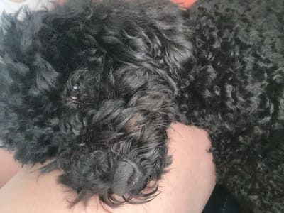 A close-up, overhead shot captures a black, curly-haired dog resting intimately against a person, likely indoors in Braintree, United Kingdom. The dog, possibly a poodle or doodle breed, occupies the majority of the frame with its dense, dark, and distinctly curly fur. Its head is nestled into what appears to be a human arm or leg, visible as smooth, light-toned skin.
The dog's face is prominent, with its textured black nose and surrounding whiskers in clear focus at the bottom center. One of its eyes is faintly discernible through the thick fur on the left side of its face, giving a soft, slightly obscured look. The dog's overall posture and expression suggest a state of peaceful rest or sleep, indicative of contentment and affection with its human companion. The image highlights the rich texture of the dog's fur and the close bond shared between the pet and the person. There are no specific time of day cues, and no visible text.