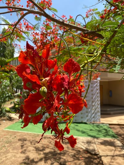 The image shows a close-up view of vibrant red flowers, likely Royal Poinciana (Delonix regia) in bloom. The flowers are clustered together, with some green buds visible. The plant has delicate, fern-like leaves. A building is visible in the background, with a white patterned balcony rail. The scene appears to be in Miango, Nigeria, though no specific location within the city is identifiable from the image. The photograph appears to be taken during the daytime with good lighting. No people, actions, or interactions are visible in the image.