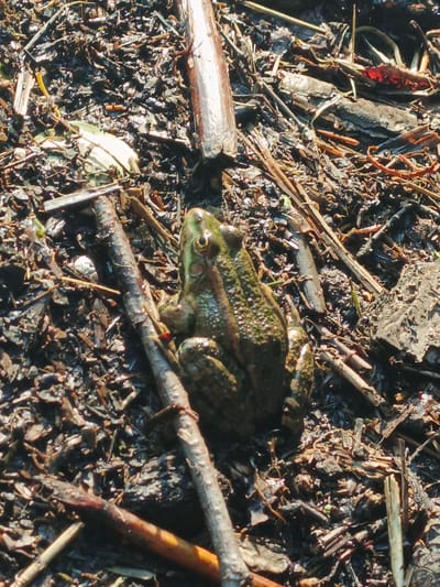 The image shows a close-up, overhead view of a frog sitting on the muddy ground, surrounded by debris. The frog is a mottled green and brown, with visible eyes and bumpy skin. The ground appears to be composed of dark soil, small pebbles, and broken twigs and branches, some of which are thin and dry, while others are thicker and appear damp. There are also a few small green shoots emerging from the ground. The lighting suggests it is daytime, with shadows indicating the direction of the sun. There are no people or man-made structures visible in the image, and no discernable action or interaction is occurring. The overall environment appears to be natural and somewhat cluttered. The location in Nepryakhinskoye Sel'skoye Poseleniye, Russia, is not visually evident from the image itself.