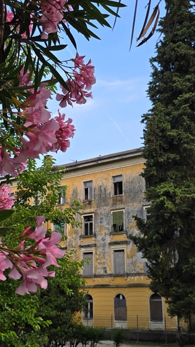 The image captures an outdoor scene with a focus on nature and architecture. In the foreground, clusters of vibrant pink oleander flowers are in bloom, their delicate petals contrasting with the lush green foliage surrounding them. The flowers are positioned at various points within the frame, creating a sense of depth and drawing the viewer's eye.

Behind the flowers, an old, weathered building stands tall against a clear blue sky. The building's facade is a muted yellow, with visible signs of age and decay, such as peeling paint and cracked walls. Several windows are present, some boarded up, while others reveal empty dark interiors. The architecture suggests a historical or perhaps abandoned structure.

Above the building, the dark green branches of mature trees form a canopy, framing the scene from the top. The sky is a bright blue with faint white streaks, possibly indicating a plane's contrail, suggesting it is daytime. The overall lighting and clear sky imply fair weather.

The composition, with the flowers in the foreground and the building and trees in the background, creates a layered perspective. The juxtaposition of the natural beauty of the flowers and the weathered state of the building could evoke a sense of nostalgia, the passage of time, or a contrast between nature's resilience and human structures' impermanence. There is no visible text in the image. The location is specified as Riva del Garda, Italy.