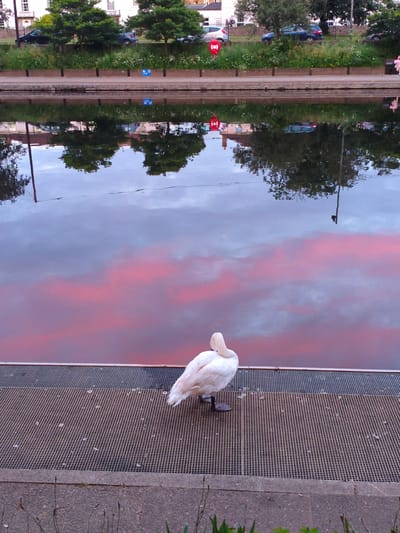 A solitary white swan is perched on a metal grate walkway next to a body of water. The swan is facing away from the camera and appears to be preening its feathers. The water reflects the sky, which is a mix of blue and pink clouds, suggesting either sunrise or sunset. In the background, trees and buildings are visible, reflected in the water. The scene appears to be in an urban park or waterfront area. The specific location in Wychavon, United Kingdom cannot be determined from the image alone, but it depicts a common public space found in many towns and cities.