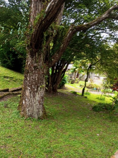 A verdant landscape is defined by a large, textured tree trunk in the foreground. The tree's branches spread outwards, creating a natural canopy overhead. Lush, green ground cover blankets the area, interspersed with a path leading towards a distant structure. Additional trees and foliage create depth and a sense of enclosure. Light filters through the canopy, dappling the ground with sunlight.