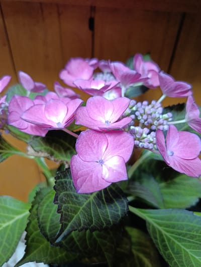A close-up, eye-level shot captures a cluster of pink hydrangea flowers and their dark green leaves, set against a blurred wooden background. The flowers, with their delicate, layered petals, are the primary focus, drawing the viewer's eye with their vibrant color. Some petals are more open, revealing the delicate stamens, while others are still tightly furled. The leaves exhibit a rich, deep green hue, with prominent veins and serrated edges, providing a striking contrast to the soft, rosy tones of the blooms. The wooden background, with its vertical grain and warm, brown tones, adds a rustic and natural feel to the scene. The lighting appears to be artificial, casting a soft glow on the flowers and creating subtle shadows. The overall impression is one of natural beauty and tranquility, with the hydrangeas appearing to be in full bloom, a testament to the flourishing flora of the region.