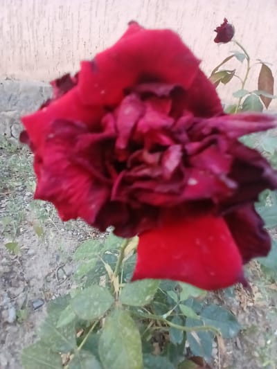 A close-up, slightly blurred, vertical shot shows a deep red rose in full bloom, its petals ruffled and layered. The rose is the primary subject, positioned in the center and foreground of the image. Behind the rose, a pale, textured wall forms the background. To the right of the main rose, a smaller, dark red rosebud on a stem is visible, along with some green leaves and brown stems. The ground beneath the rose is composed of dirt and small stones, with a few green leaves scattered around. The overall setting appears to be an outdoor environment, possibly a garden or yard, with the wall suggesting a boundary or building. The lighting is natural, and the scene is static. The image does not depict any people or any specific urban features that would definitively place it in Batken City, Kyrgyzstan, though it is a plausible depiction of a garden there.
