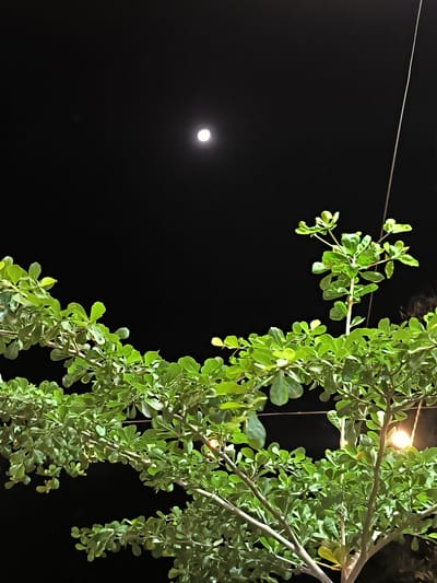 The image shows a night scene in Cempeudak, Indonesia. A green tree with small, round leaves fills the lower portion of the frame. Above the tree, a bright moon is visible in the center of the black sky. A thin, white cable runs vertically from the top right corner. A light source illuminates the tree from the right. No people or animals are visible.