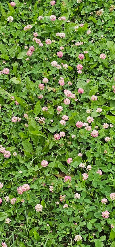 The image depicts a close-up, vertical view of a dense ground cover of green clover and various pink and white clover flowers. The foliage is lush and appears to be in a natural outdoor setting. There are no people or animals visible in the frame. The lighting suggests it may be daytime, with natural light illuminating the scene. The location is identified as Butovo, Russia.