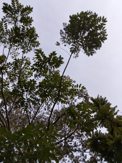 This image depicts an upward view into the canopy of several trees in the city of Panton, Indonesia. The sky occupies the upper portion of the frame, appearing overcast with a uniform light grey-white tone, indicating diffused light conditions. Multiple tree branches, bearing predominantly dark green, compound leaves, extend from the lower and mid-sections of the image towards the sky. Some leaves exhibit minor irregularities or holes, consistent with insect damage. A few isolated leaves higher in the canopy show reddish-brown or lighter green discoloration. The branches are visible as dark, slender structures silhouetted against the bright sky. No people, animals, or man-made structures are present in the scene.