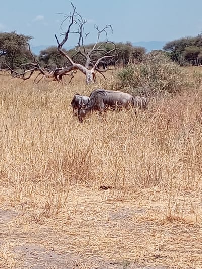 In a dry, grassy landscape, two wildebeest are visible, grazing among tall, sun-scorched grasses. A large, bare tree with sprawling branches dominates the left side of the frame, adding a stark contrast to the scene. Further back, a line of trees marks the horizon under a bright, clear sky. The foreground reveals a parched, sandy ground, reflecting the arid conditions of the savanna.