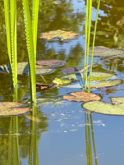 The image depicts a sunlit section of a pond or shallow water body located in Anglininkai, Lithuania. In the foreground and extending to the left, several tall, vibrant green aquatic plant stalks rise vertically from the water. These stalks exhibit a distinct ribbed or serrated texture along their visible edges and cast prominent reflections onto the water's surface.
The water's surface presents a variegated appearance, predominantly a muted olive-green reflecting surrounding vegetation, interspersed with patches of bright blue that indicate reflections of the sky. Numerous circular and ovate lily pads float on the water, displaying a range of colors from light green to reddish-brown, with some showing darker mottled patterns. Scattered light debris or surface film is visible across the water.
A single bright green frog is positioned in the central-right portion of the image, partially submerged. Its head, featuring prominent golden-yellow eyes, and a portion of its back are visible above the waterline, situated amidst the lily pads and behind one of the vertical plant stalks. The frog appears to be resting. Additional lily pads and indistinct reflections extend into the background, suggesting a wider aquatic environment. The scene is brightly illuminated by natural daylight, indicated by strong highlights on the plants and distinct reflections on the water, suggesting clear weather conditions. No human presence or human-made objects are visible.
