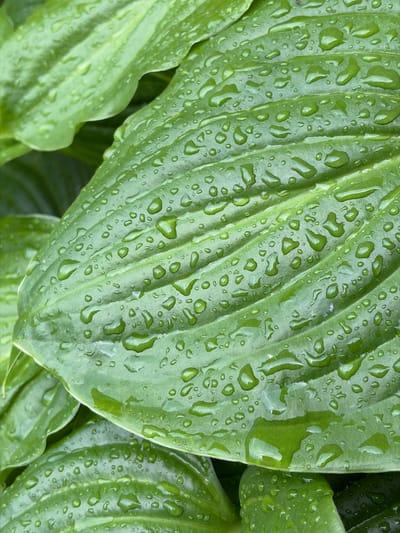A close-up, high-angle shot focuses on lush green hosta leaves covered in numerous water droplets. The leaves exhibit prominent veins and a slightly textured surface, with the water droplets varying in size and shape, creating a glistening effect. The background consists of other out-of-focus green hosta leaves, suggesting a garden setting. The image is devoid of people or any human activity. The location in the city of Chermen, Russia, is not discernible from the visual information presented.