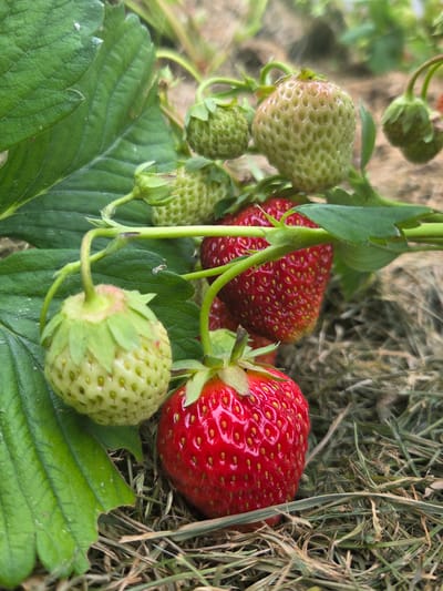 In Frolovo, Russia, a close-up, low-angle shot captures a strawberry plant with ripening fruit. Several green, immature strawberries are visible, along with one fully ripe, red strawberry. The strawberries are attached to their stems and leaves, which are a vibrant green. The background consists of dry grass and straw, suggesting an outdoor cultivation setting. The lighting appears natural, casting soft shadows.