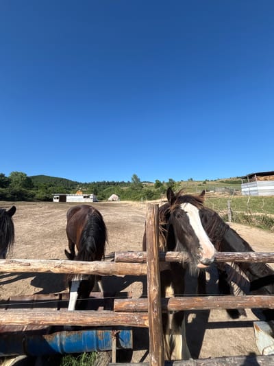 The media file depicts a scene at a rural farm, likely a stable or paddock, in Dabnitsa, Bulgaria. The primary subjects are horses, with at least three visible. One horse in the foreground is predominantly black with a striking white blaze on its face. Its head is slightly lowered, and it appears to be looking towards the viewer or something just out of frame. Behind it, another horse, mostly dark-colored, is partially visible. Further in the background, the hindquarters of a third dark-colored horse are visible.
The horses are behind a rustic wooden fence made of rough-hewn logs. The ground appears to be dry dirt or sand. In the background, there are hints of farm structures, including a metal-roofed building and possibly a trailer or small shed. Beyond that, a gentle hillside covered in green trees stretches towards a clear, bright blue sky, suggesting a sunny day. The overall impression is one of a quiet, working farm on a pleasant day. The time of day is clearly daytime, judging by the bright sunlight and the shadows cast by the fence and the horses. No specific activity or event is overtly taking place; it appears to be a moment captured of the animals in their environment. There is no visible text in the media file.