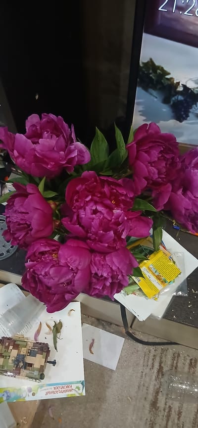 The image shows a close-up of a bouquet of vibrant pink peonies, some with dew drops on their petals. The peonies are arranged in a vase and are the primary focus. In the background, a dark surface, possibly a shelf or cabinet, is visible, along with a portion of a screen displaying a digital clock reading "21:28". To the right of the flowers, a stack of papers and some small yellow packets, possibly seed packets, are partially visible. In the lower left corner, a Lego-style model of a military vehicle is on top of a book with Cyrillic text. The overall scene appears to be indoors, with the lighting suggesting it might be evening. There are no people visible in the image. The image does not provide any information about its location in Yaransk, Russia.