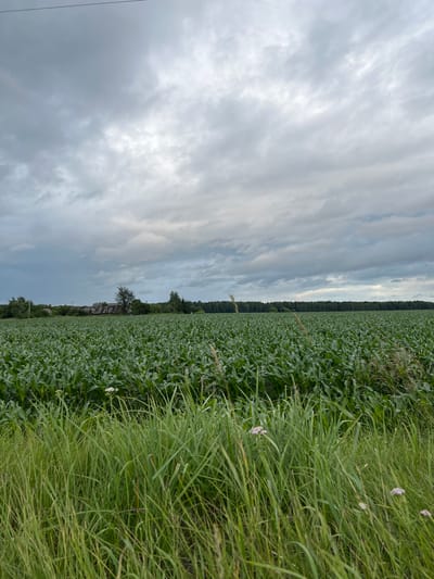 The image shows a rural landscape under a cloudy sky. In the foreground, there is tall green grass with a few small white flowers. Behind the grass is a vast field of green cornstalks stretching towards the horizon. In the middle distance, there are several old, weathered buildings with dark roofs, appearing to be part of a farmstead. To the left of the buildings, there are trees. A dense line of dark green trees forms the far horizon. The sky is filled with heavy, grey clouds, suggesting overcast weather, possibly before or after rain. The scene is located in Калодзежскі сельскі Савет, Belarus. There are no people or animals visible in the image.