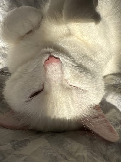 The image shows a close-up, upside-down view of a white cat sleeping on a textured surface, possibly a blanket or bedspread with a subtle pattern. The cat's face is prominent, with its pink nose, closed eye, and white whiskers illuminated by bright sunlight casting shadows across its fur. The cat's left ear is visible, and one of its front paws is resting on its head. The scene appears to be indoors, given the presence of soft furnishings. The image does not provide any information or context related to the city of Vysokoye, Russia.