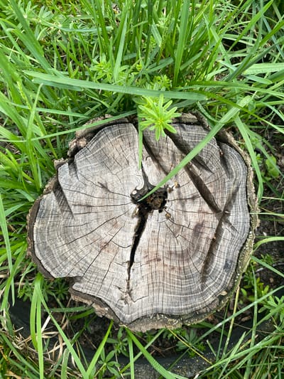 A high-angle shot reveals a tree stump surrounded by green grass. The stump is weathered and cracked, with a visible central hollow. Distinct growth rings are discernible on its surface. The grass blades vary in length and density around the stump. The location in Oblivskaya, Russia, is not visually discernible. There are no people visible in the frame.