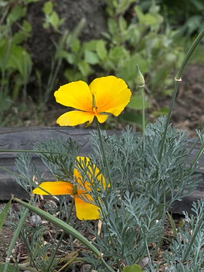 The image shows two bright yellow California poppies in bloom, with finely cut, grey-green foliage. One poppy is in focus in the upper right quadrant of the image, its petals spread open to reveal the stamen and pistil. A developing bud sits above and to the right of this flower. The second poppy is partially visible in the lower left quadrant, its petals also open. A thin, green stem extends diagonally across the lower portion of the image, passing in front of the second poppy. The poppies are growing amongst other greenery and are set against a dark, blurred background that suggests soil and possibly some discarded material, such as the edge of a dark tire visible in the middle ground. The overall scene is one of natural flora in an outdoor setting, likely a garden or a naturalized area. The specific location of Lobacheve, Ukraine, is not visually discernible from the image itself.