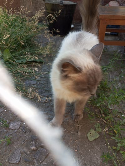 In Voznesenske, Ukraine, a cat with light-colored fur and dark brown markings on its face and ears stands on a paved surface surrounded by sparse green vegetation. The cat is facing away from the camera, with its tail raised. In the background, a dark-colored bucket and a wooden bench with two steps are visible. The lighting suggests it is daytime.