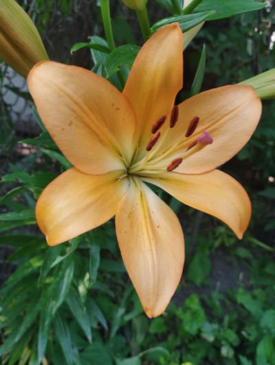 A close-up, vertical, eye-level shot captures a vibrant orange lily in full bloom. The lily's six petals, a soft peachy-orange hue, are open wide, revealing delicate veins and speckled markings. In the center, a cluster of reddish-brown anthers stands prominently, with a delicate purple stigma rising from the center. The background is a blur of lush green foliage, suggesting an outdoor garden setting. The image is sharply focused on the flower, with the surrounding leaves and stems softly out of focus. The lighting is natural, highlighting the textures and colors of the lily. The scene is peaceful and natural, with no human presence. The location is identified as Baryshivka, Ukraine.