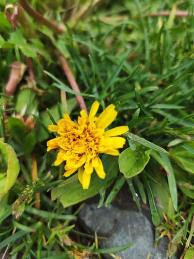 A close-up, eye-level, outdoor, vertical shot captures a single, bright yellow flower with a densely packed, complex center, situated amidst lush green grass and foliage. The flower's petals are a vibrant yellow, with some appearing slightly wilted. The surrounding environment consists of various shades of green grass, some broad leaves, and a few darker stems, hinting at a natural setting. A grey stone is visible in the lower right quadrant of the image, partially obscured by the grass. The lighting suggests an overcast day or dappled shade, with some moisture evident on the leaves. The overall impression is one of a small, natural detail observed in close proximity, without any human presence or activity. There is no indication of this scene being in Termal'nyy, Russia.