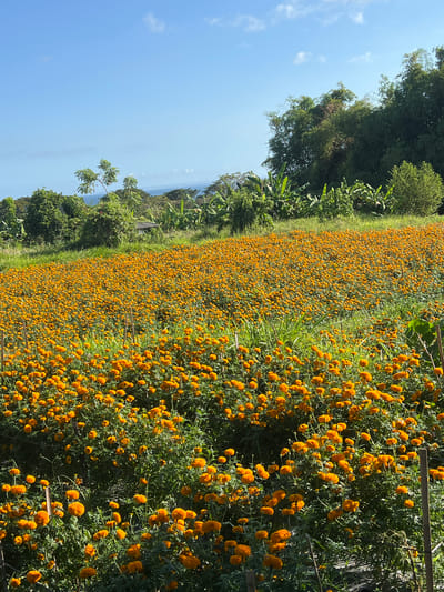 The image shows a vast field of orange marigold flowers in full bloom, likely located in Banjarangkan, Indonesia. The field is bordered by lush green trees and vegetation. The sky is blue with some light clouds. There are wooden stakes visible amongst the marigolds. The overall scene depicts a rural, agricultural setting.