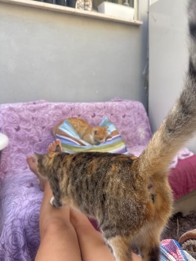 This is a close-up, slightly blurry, vertical, eye-level shot of two cats and a person's legs. In the foreground, a tortoiseshell cat is partially visible, its tail extending upwards and its body obscuring a person's legs. The cat's fur is a mix of brown, black, and orange. A small part of its paw is visible resting on the person's leg. The person's legs are tanned, and they are wearing a light-colored fabric that appears to be a blanket or cushion.
In the midground, an orange tabby cat is curled up on a small, colorful striped blanket, which is laid on top of a larger purple blanket with a rose pattern. The orange cat is looking towards the foreground cat, with its ears perked.
The setting appears to be outdoors, possibly a patio or balcony, given the presence of a light-colored wall or structure in the background and the general lighting. The overall atmosphere suggests a relaxed, domestic scene. There is no visible text in the image.
