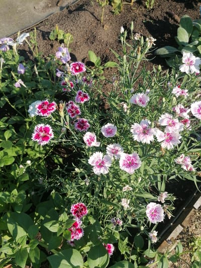 A close-up, high-angle shot shows a garden bed in the city of Mylnikovo, Russia. The garden bed is filled with a variety of flowering plants, primarily carnations in shades of pink and white with deep pink centers, and some other, less distinct flowers. The flowers are in bloom, with some buds also visible. The plants are densely packed, with green foliage and thin, upright stems. The ground beneath the plants is dark soil. A rough-textured, light-colored border of what appears to be concrete or stone runs along the top left edge of the frame, and a wooden border is visible along the bottom right. The lighting suggests it is daytime, with sunlight casting shadows on the soil. No people or animals are present in the image.