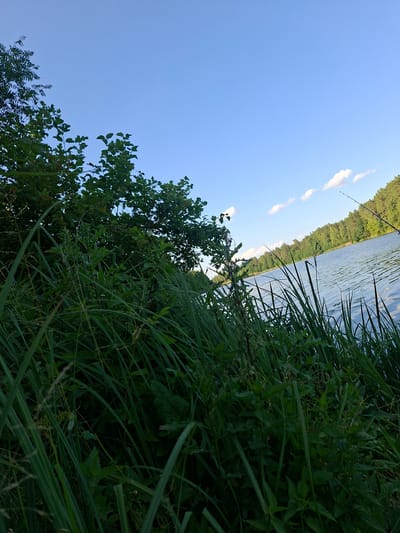 A low-angle, wide shot captures a tranquil summer scene at a lake in Keturiasdešimt Totorių, Lithuania. In the foreground, lush green grass and foliage dominate, their blades reaching upwards, creating a sense of depth. Beyond the vegetation, a serene lake stretches out, its surface rippled by a gentle breeze. A dense forest lines the far bank of the lake, its trees forming a verdant backdrop under a clear blue sky dotted with a few wispy clouds. A fishing rod is visible, its tip pointed towards the water, suggesting a moment of quiet repose. The overall atmosphere is peaceful and natural.