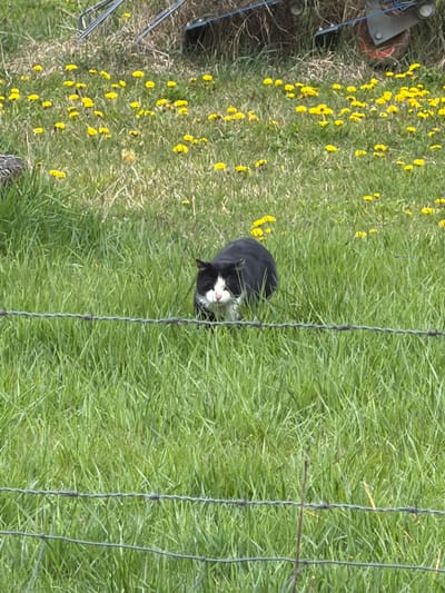 A black and white cat lies in tall green grass. The grass is dotted with yellow dandelions. A section of barbed wire fence runs parallel to the cat's position in the grass. Metal farm equipment is visible in the upper left corner. The location is Olingen, Luxembourg.