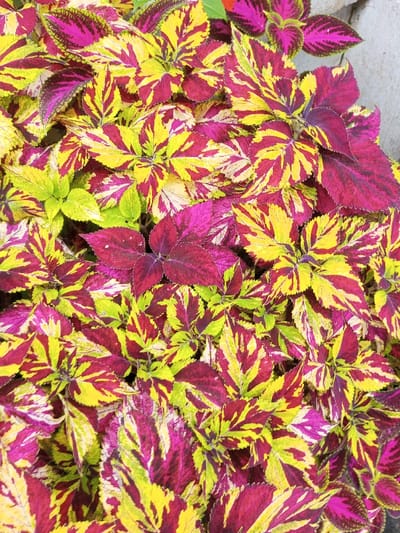 The image displays a dense arrangement of variegated plant leaves, observed in the city of Pandaria, India. The subjects are numerous leaves from an ornamental plant, likely Coleus, exhibiting a mosaic of vibrant colors. The leaves feature distinct patterns of bright yellow-green, deep magenta, and dark burgundy. Many leaves show a central dark area surrounded by lighter yellow-green, while others display irregular splashes and streaks of magenta and burgundy over a yellow-green base. Leaf edges are typically serrated. The growth is bushy and compact, with individual stems and the ground largely obscured by the overlapping foliage. No people, animals, actions, or specific man-made objects are discernible, beyond a hint of a pale, out-of-focus background element in the upper right which might suggest a wall or stone border. The lighting is uniform, illuminating the varied textures and colors of the leaves.