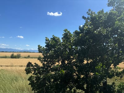 A wide-angle, landscape photograph depicts a sunlit rural scene, likely in or near Saedinenie, Bulgaria. In the foreground, a large, leafy green tree with dark green foliage occupies the right side of the frame, partially obscuring the background. Beyond the tree, a field of golden wheat stretches across the midground, its ripened stalks catching the sunlight. To the left of the wheat field, a strip of lighter green vegetation runs diagonally, appearing to be a different crop or wild grass. In the distance, a range of hazy blue mountains forms the horizon line under a clear, bright blue sky dotted with a few wispy white clouds. The overall impression is one of a calm, agricultural landscape on a sunny day. There are no people or animals visible in the image.