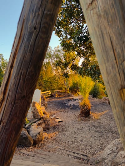An outdoor scene in Shaalvim, Israel, is framed by two substantial, weathered wooden posts, suggesting a view from an archway or structure. The left post is dark brown and in focus, displaying prominent wood grain and a small bore hole, while the right post is lighter, partially out of focus, and frames the right side. The immediate foreground shows a section of wooden planks or steps leading down to an area covered with light-colored gravel.

In the midground, a small, vibrant green palm tree stands in the right-center of the gravel area, its fronds brightly illuminated by warm, golden sunlight, indicating either sunrise or sunset. To the left of the palm tree, a dark, circular patch on the gravel suggests a fire pit. Several large, irregularly shaped rocks are arranged on the left side of the gravel, one appearing as a taller, lighter-colored upright stone.

The background consists of dense vegetation, including numerous trees and bushes with green and golden-hued leaves. A wooden picnic table with benches is visible further back among the foliage. Above the trees on the left, a clear, light blue sky is visible, against which a small flock of birds is silhouetted. No people are present in the scene.