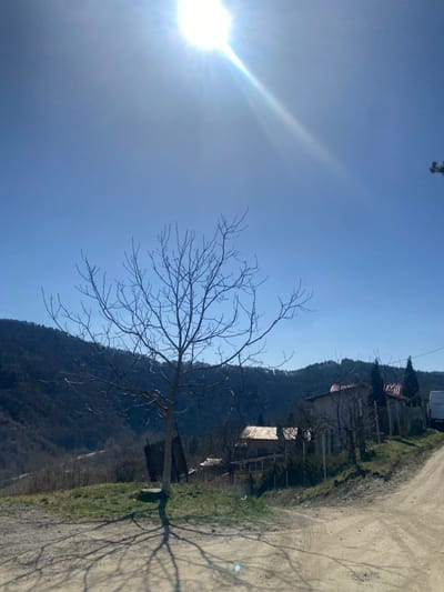 The scene is an outdoor panorama in Vlado Trichkov, Bulgaria, under direct sunlight with a clear blue sky. A solitary, deciduous tree, devoid of foliage, is centrally positioned on a grassy knoll in the mid-ground, casting a distinct shadow pattern across the dirt road foreground. The sun, emitting lens flare and light rays, is situated in the upper-left quadrant of the sky. In the background to the left, a dark, mountainous terrain with sparse vegetation is visible. To the right of the central tree, a cluster of buildings, including one with a red-tiled roof and another with a lighter-colored roof, are partially obscured by intervening bare trees and fences. A light-colored utility vehicle is partially visible on an elevated unpaved road segment in the far right background. The foreground consists of an unpaved bifurcating road surface. No human subjects or discernible activity are present.