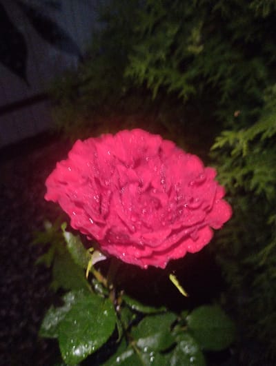 A close-up, nighttime photograph shows a pink rose with water droplets on its petals. The rose is in the foreground, with dark foliage and a blurry, dark background suggesting an outdoor setting at night. The image appears to be taken in a garden or park in Urkovo, Russia. There are no people or animals visible in the image. The lighting is low, characteristic of nighttime photography, and the focus is primarily on the rose, highlighting the texture of its petals and the water droplets.