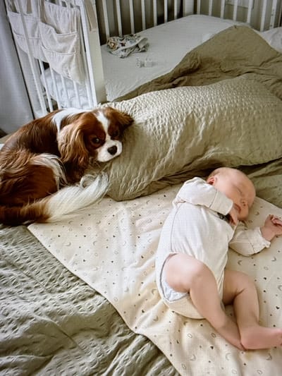 A newborn baby is asleep on a bed, lying on their back with their legs crossed. The baby is wearing a white onesie. Next to the baby, a brown and white Cavalier King Charles Spaniel dog is curled up asleep, with its head resting on its paws. The dog's tail is draped over the baby's blanket. The scene appears to be indoors, possibly a bedroom, with soft, neutral-colored bedding. The lighting suggests it could be daytime. There is a crib or bassinet visible to the left of the bed, with some white fabric folded inside. The overall mood is peaceful and serene, capturing a moment of quiet rest for both the baby and the dog.