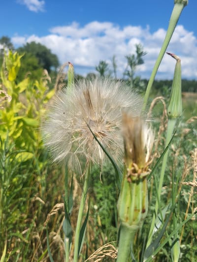A close-up, eye-level shot captures a large, fluffy dandelion seed head in a field under a bright blue sky with scattered white clouds. The dandelion, which appears to be a common salsify, is the central subject, its delicate white filaments fanning outwards. In the foreground, a blurred green stalk with a developing seed head stands to the right of the main dandelion. To the left and in the background, green foliage and grasses create a natural, rural environment. The lighting suggests a sunny day. The image was taken in Kedyna Hora, Ukraine.