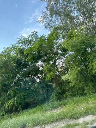 The image depicts a natural outdoor scene, likely in or near Vatra, Moldova, characterized by lush green foliage and a clear blue sky. The foreground features a dense growth of grass and other low-lying vegetation, appearing somewhat blurred, suggesting movement or a close-up perspective. Beyond the grassy area, a wall of trees dominates the midground and background, with dense, vibrant green leaves. Some of these trees are tall and slender, with lighter-colored bark visible through the canopy, while others are shorter and more bushy. Sunlight filters through the leaves, creating dappled light and shadows. The sky above is a bright blue, punctuated by wisps of white clouds, particularly in the upper left quadrant. The overall impression is one of natural beauty and tranquility.