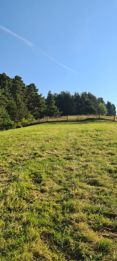 A sunlit, grassy hill slopes upwards towards a line of evergreen trees. A simple wooden fence runs horizontally across the middle ground, marking the boundary between the meadow and the forest. The sky above is a clear, bright blue with a faint white contrail from an airplane. The scene is devoid of people.