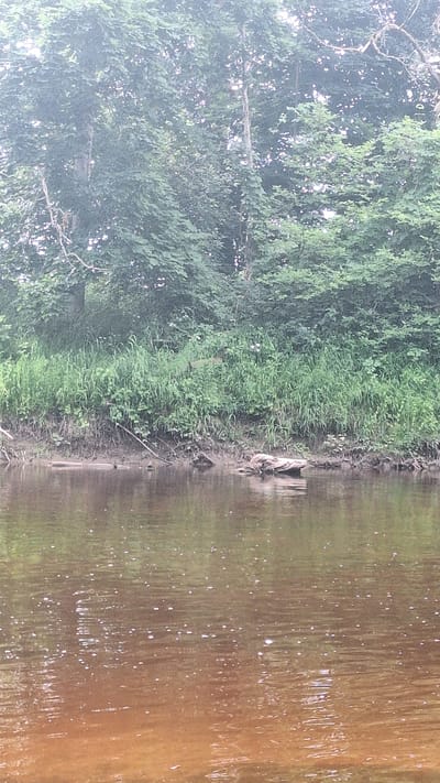 The image depicts a murky, reddish-brown river flowing through a lush, green forest in Vālodzes, Latvia. The riverbank is lined with dense vegetation, including tall grasses and trees, creating a natural, overgrown scene. A piece of driftwood rests partially submerged in the water near the bank, and a few small white flowers are scattered amongst the greenery. The water's surface is disturbed by ripples and dotted with small white bubbles, suggesting a gentle current. The forest canopy above is thick and verdant, with sunlight filtering through the leaves, creating a dappled effect. The overall impression is one of a serene, undisturbed natural environment.
