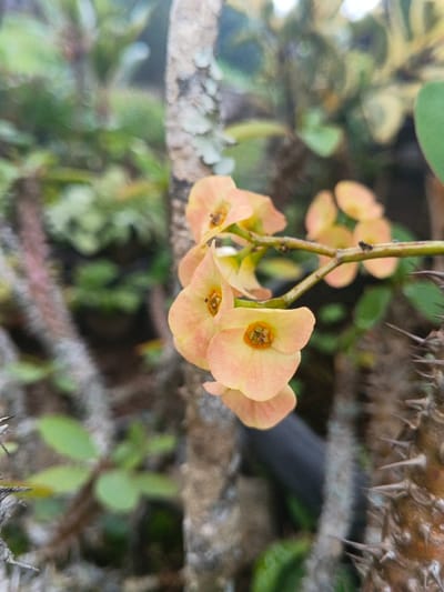 A close-up shows a cluster of peach-colored Crown of Thorns flowers. Each flower has rounded petals and a vibrant orange center. The flowers grow on a thin, spiky branch in focus. A weathered, moss-covered trunk is behind the flowers. The surrounding vegetation is blurred, hinting at other plants and greenery. The image has a soft, natural light.