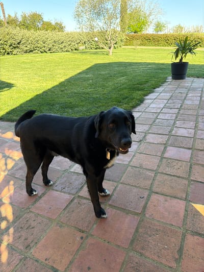A black dog stands on a tiled patio. The patio is adjacent to a lawn that is bordered by a hedge and trees. A potted plant is visible at the edge of the lawn. The photo was taken outdoors, during daylight. Given the general architecture and vegetation, it is possible that the location is in or near Mauléon-d'Armagnac, France.